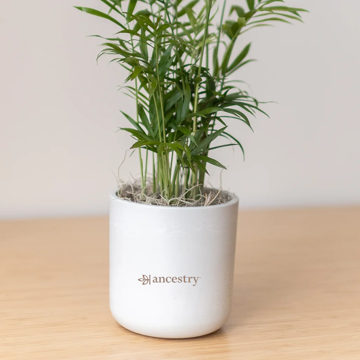 Ancestry® Large Mason Grey Plant Holder