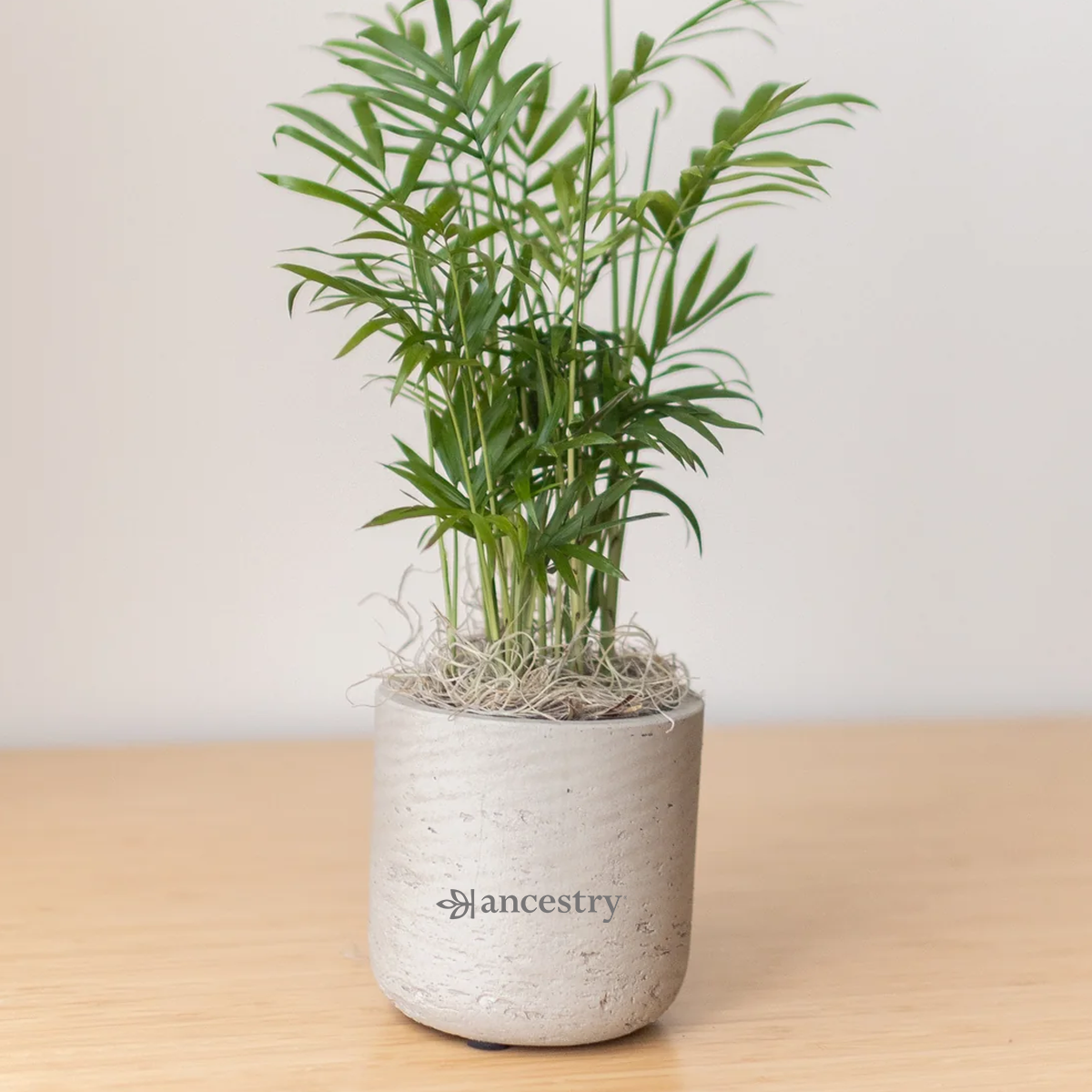 Ancestry® Large Wilson Grey Plant Holder