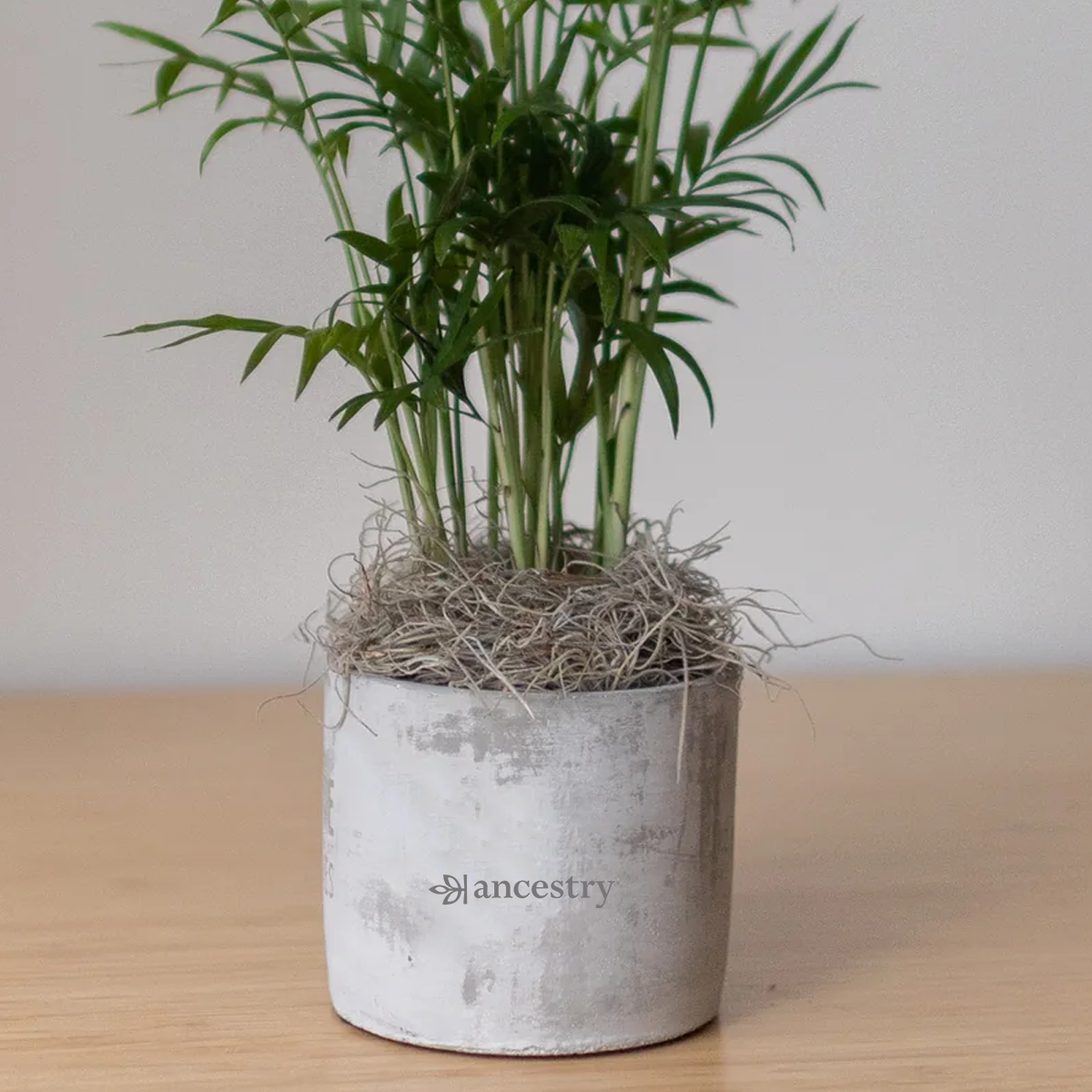 Ancestry® Large Parker Grey Plant Holder