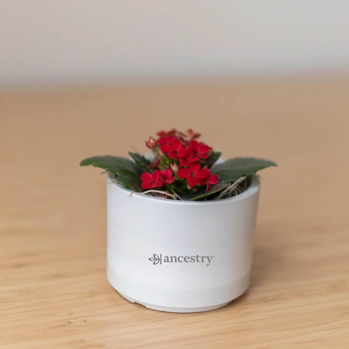 Ancestry® Mini Mason Grey Desk Plant Holder