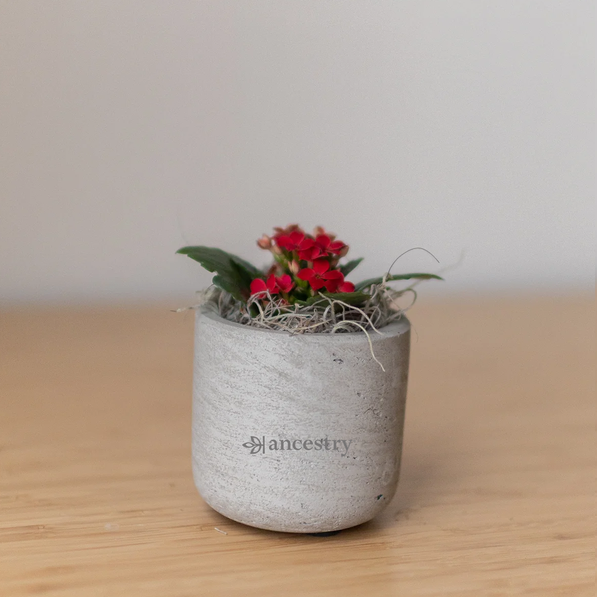 Ancestry® Mini Wilson Grey Plant Holder
