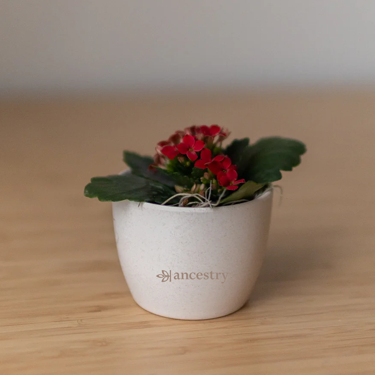 Ancestry® Mini Harlow Cream Plant Holder