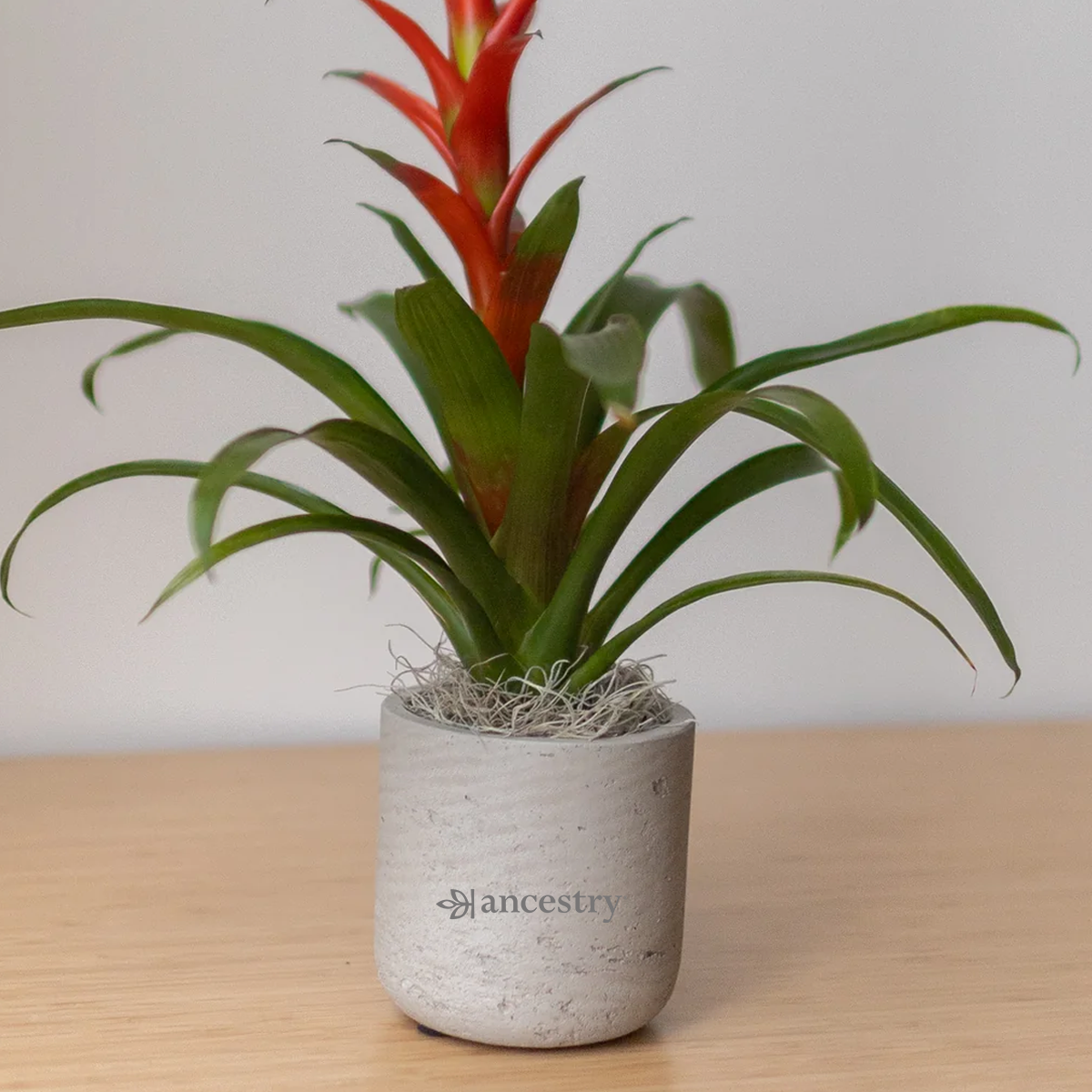 Ancestry® Large Wilson Grey Plant Holder