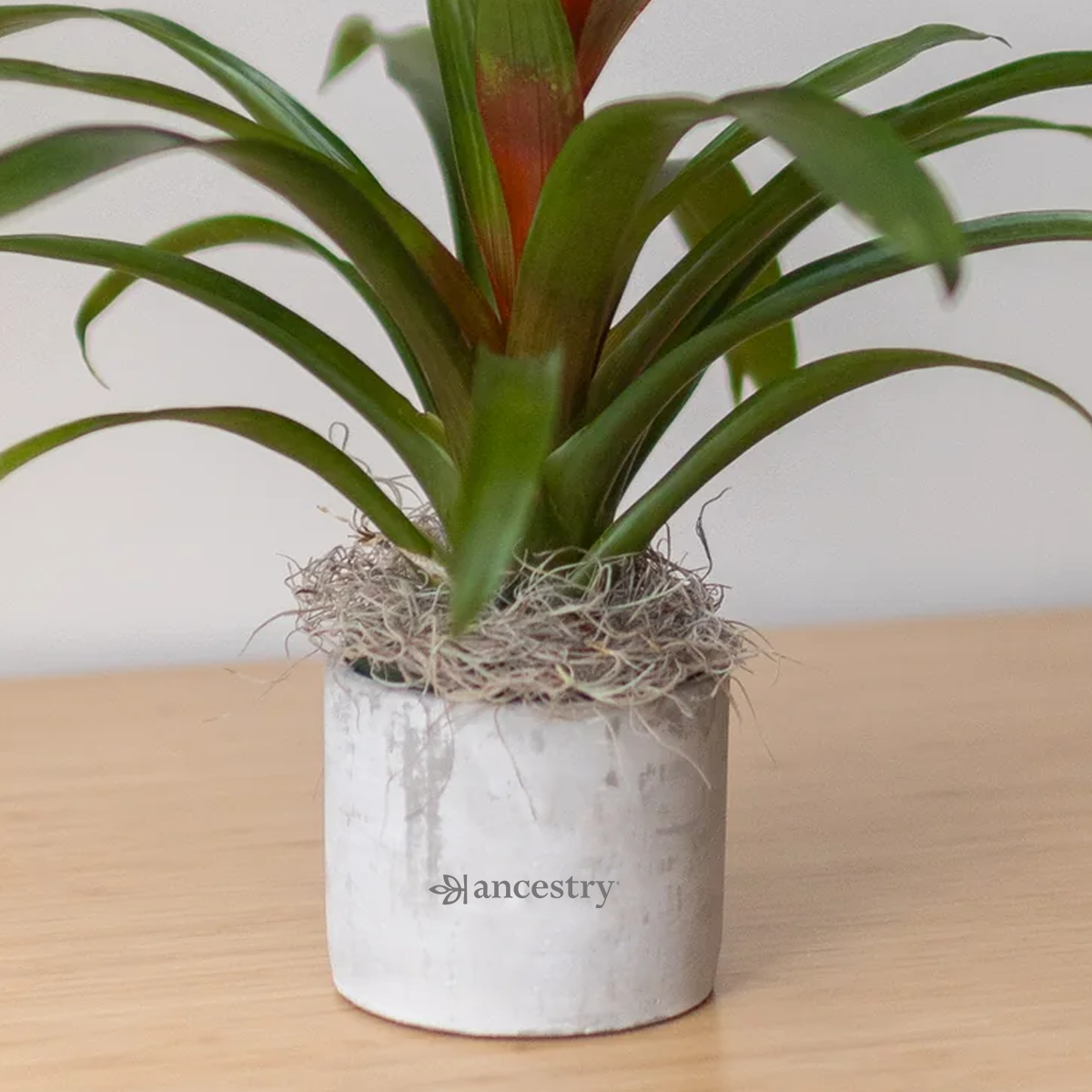 Ancestry® Large Parker Grey Plant Holder