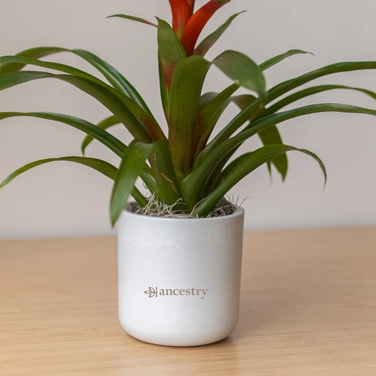 Ancestry® Large Mason Grey Plant Holder