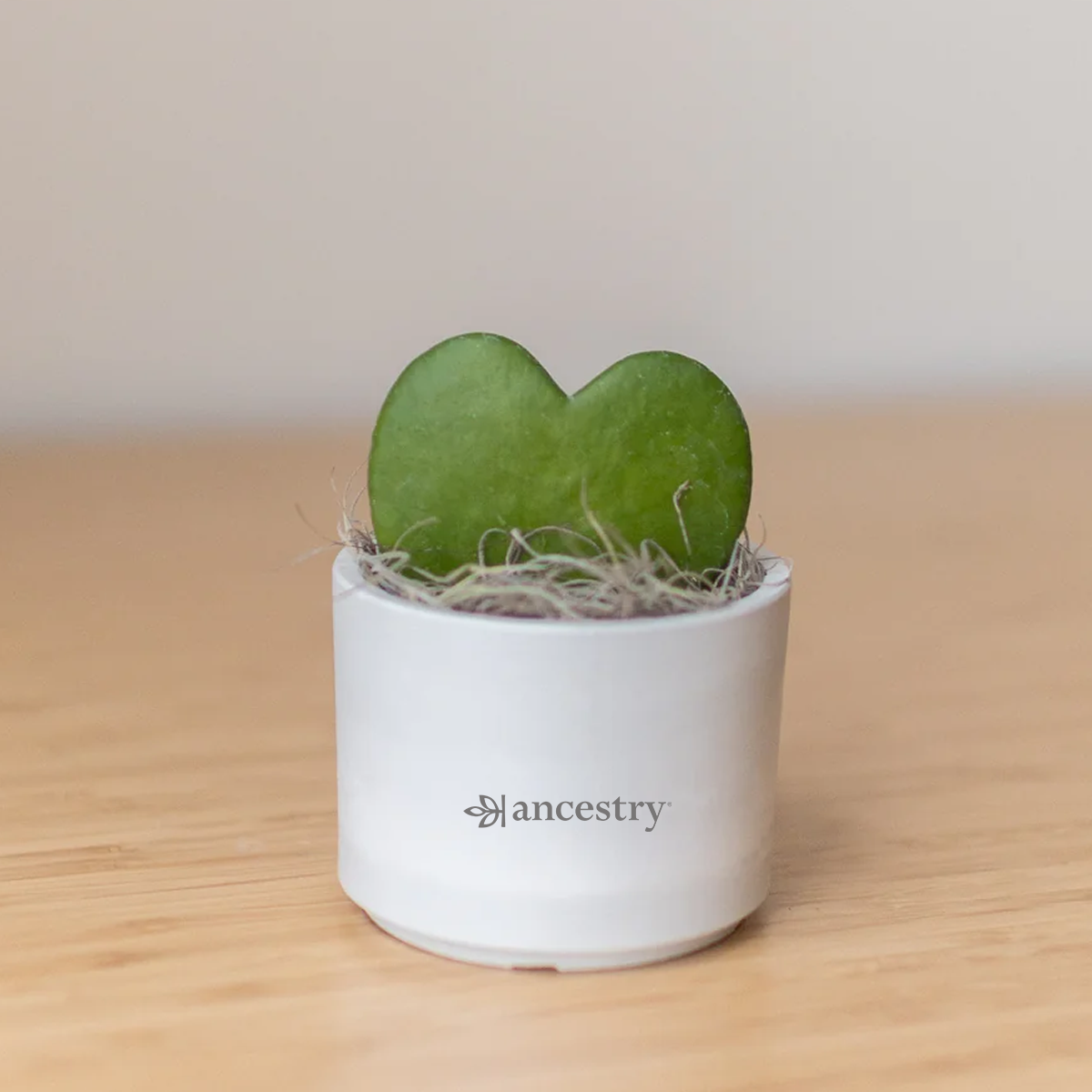 Ancestry® Mini Mason Grey Desk Plant Holder