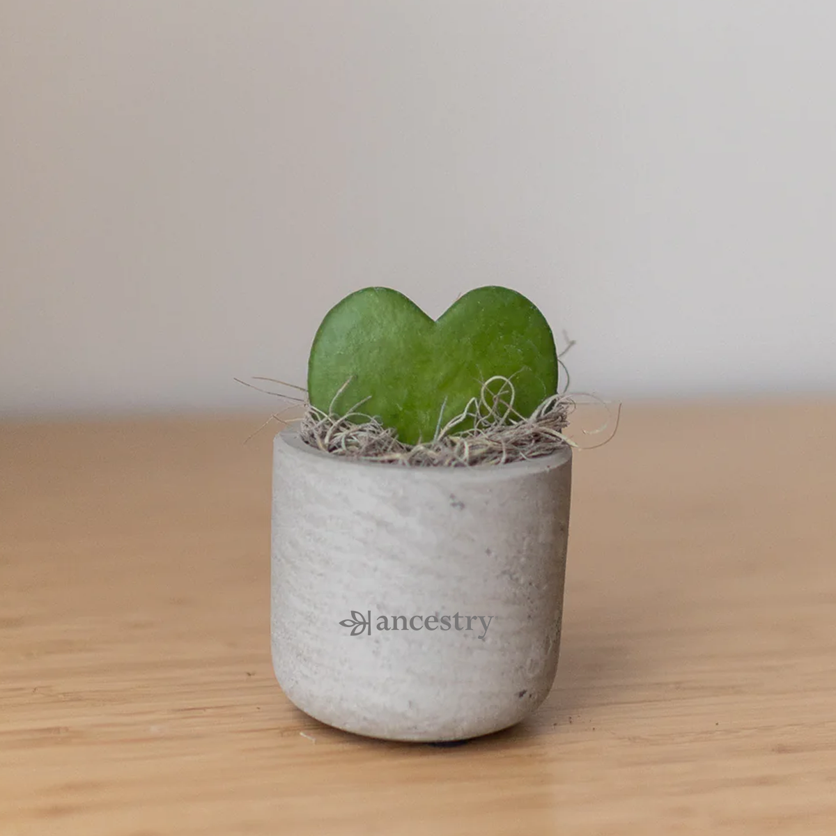 Ancestry® Mini Wilson Grey Plant Holder