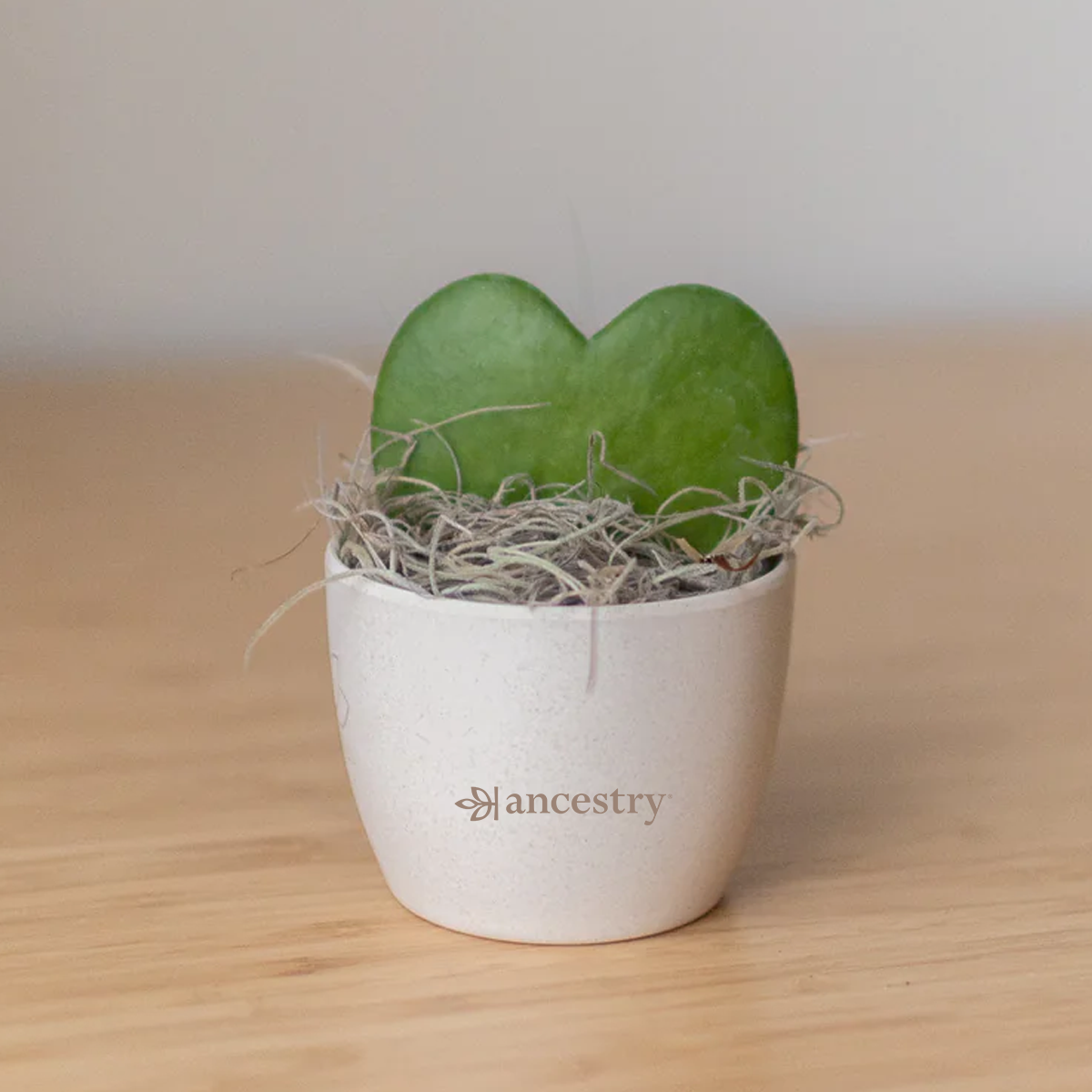 Ancestry® Mini Harlow Cream Plant Holder