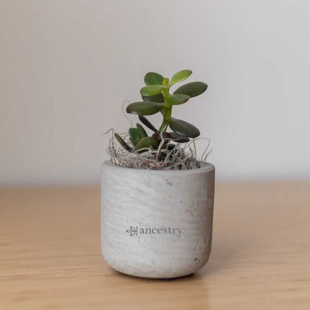 Ancestry® Mini Wilson Grey Plant Holder
