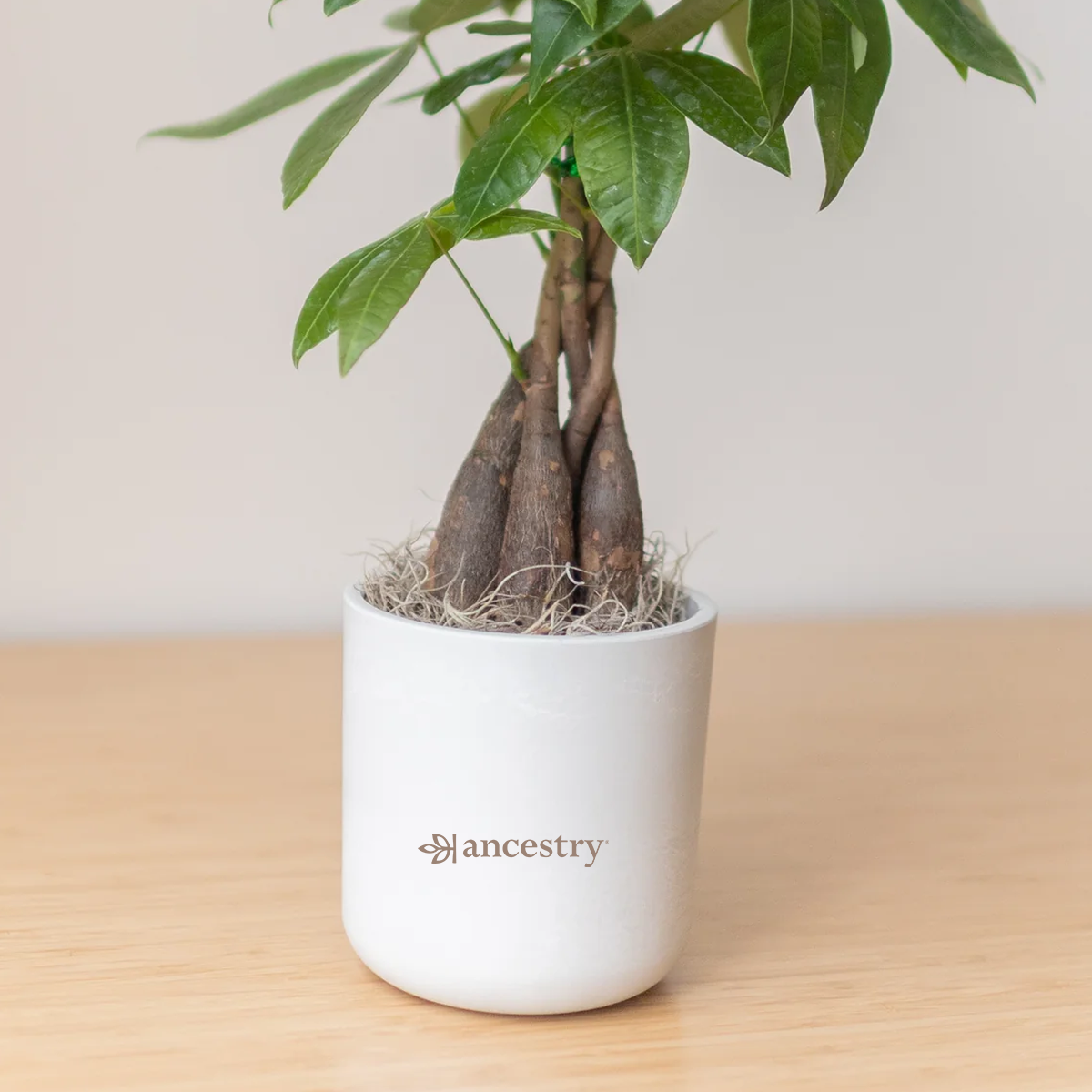 Ancestry® Large Mason Grey Plant Holder