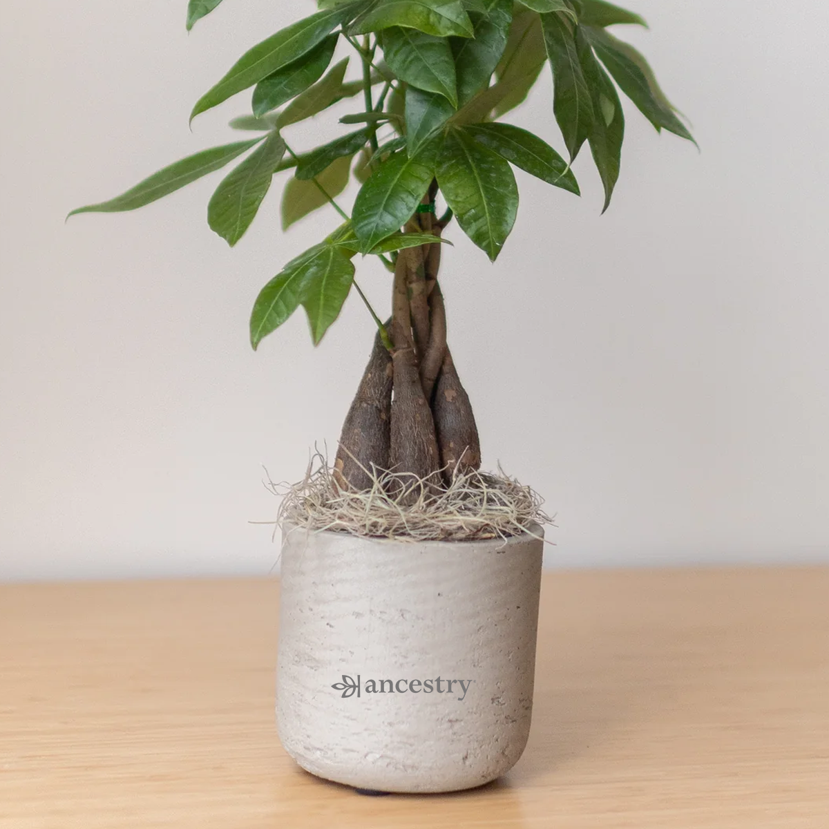 Ancestry® Large Wilson Grey Plant Holder