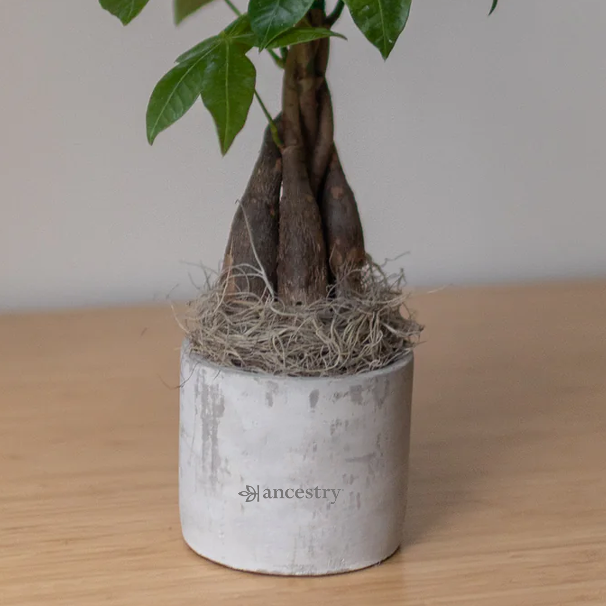 Ancestry® Large Parker Grey Plant Holder