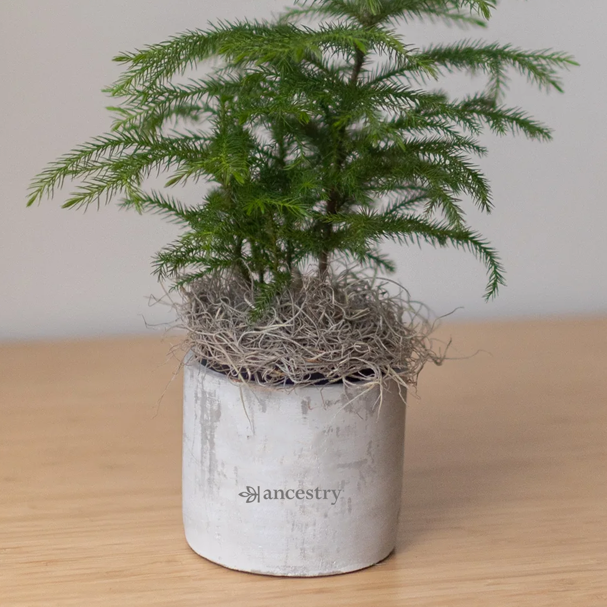 Ancestry® Large Parker Grey Plant Holder