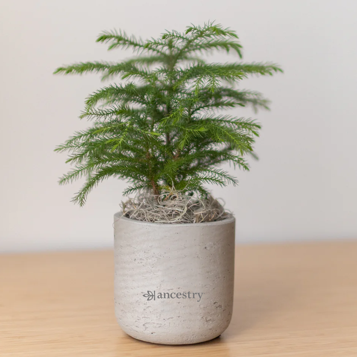 Ancestry® Large Wilson Grey Plant Holder