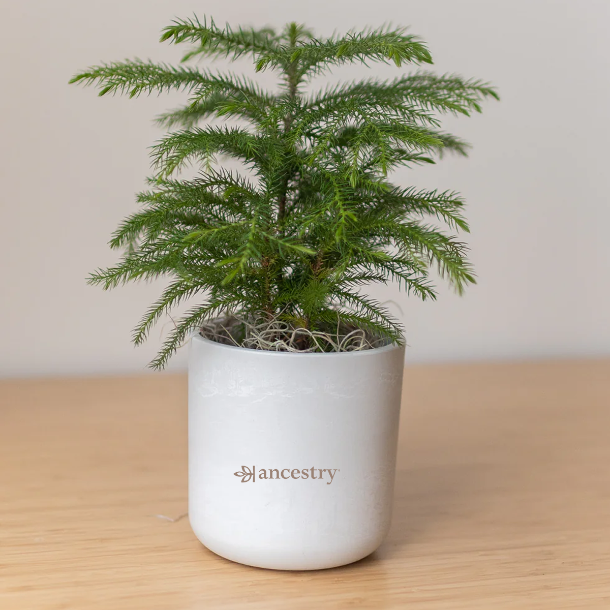 Ancestry® Large Mason Grey Plant Holder