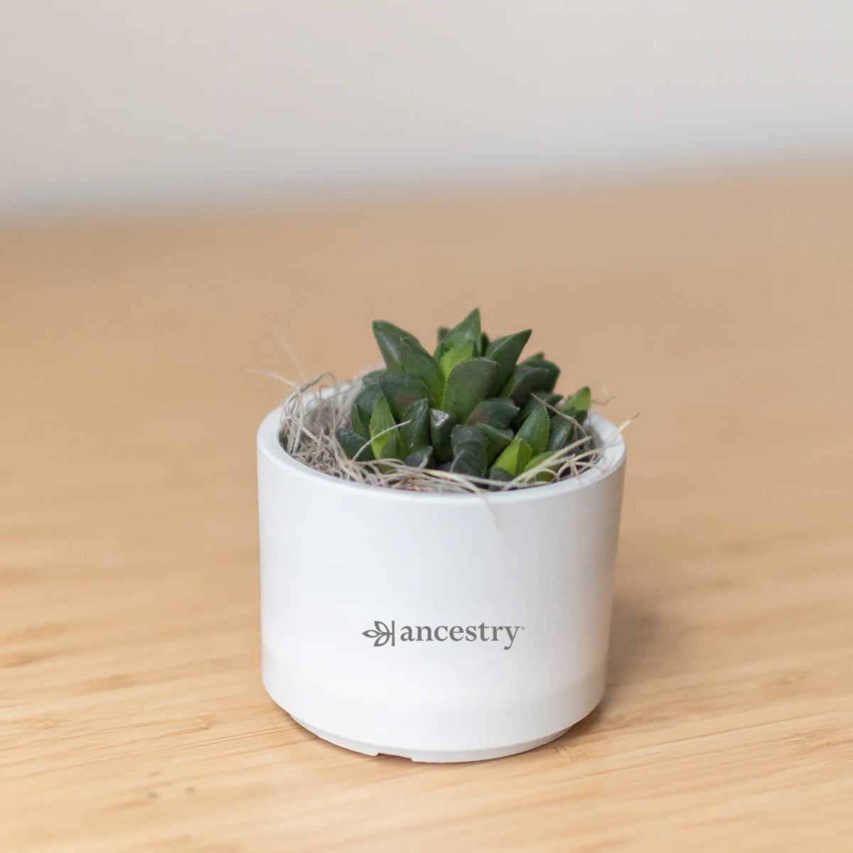 Ancestry® Mini Mason Grey Desk Plant Holder