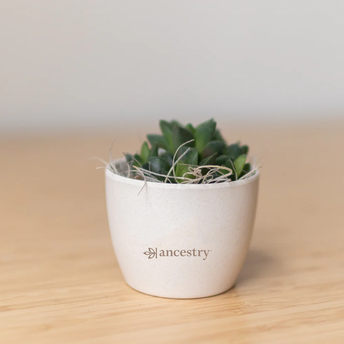 Ancestry® Mini Harlow Cream Plant Holder