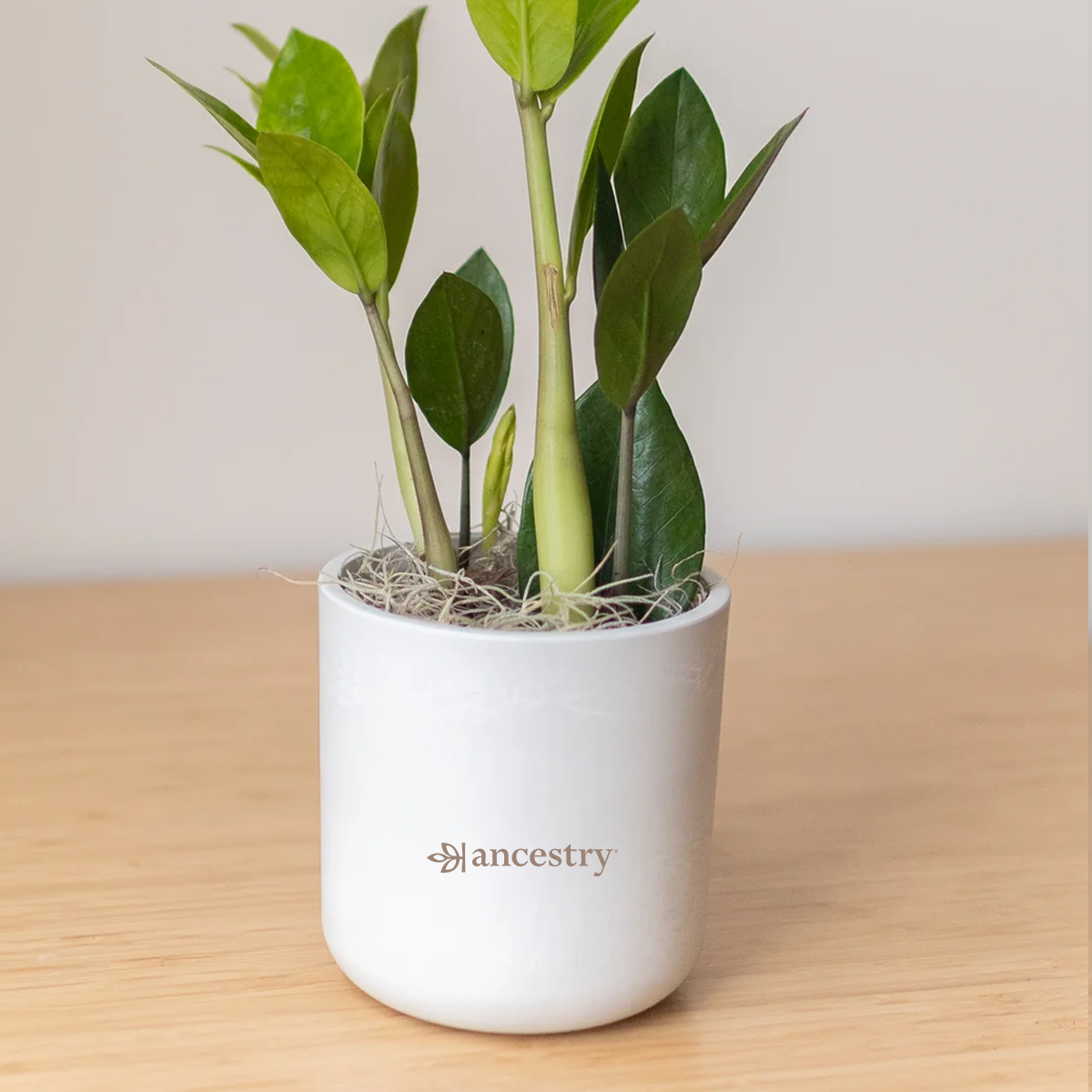 Ancestry® Large Mason Grey Plant Holder