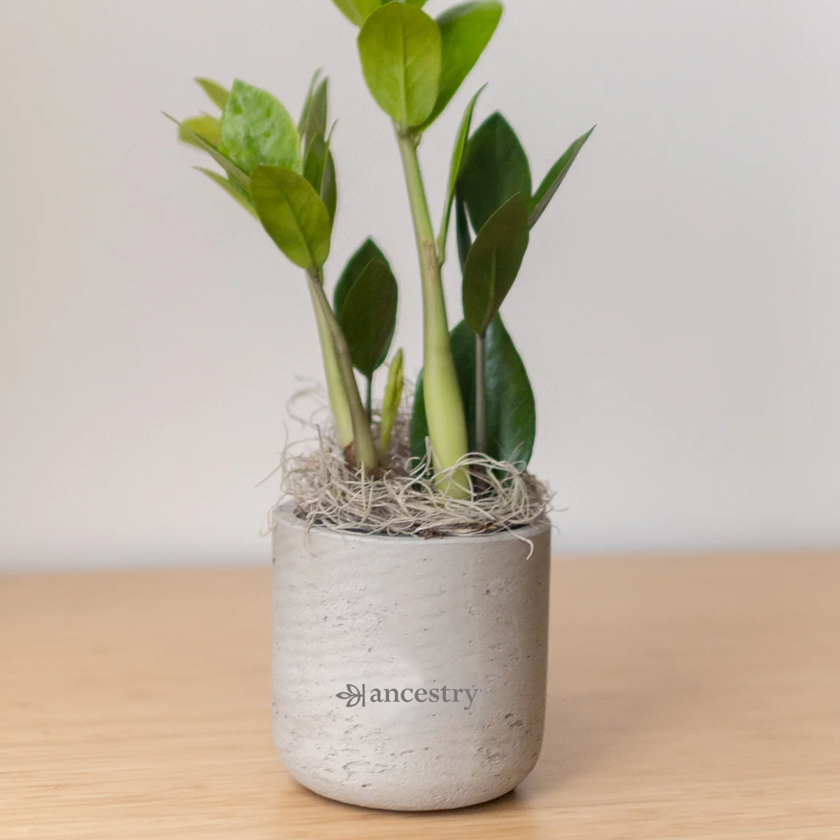 Ancestry® Large Wilson Grey Plant Holder