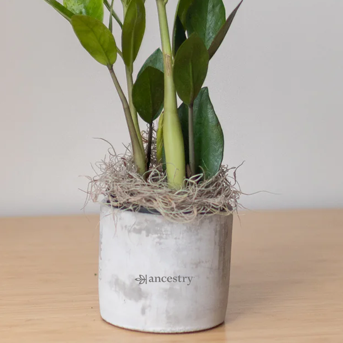 Ancestry® Large Parker Grey Plant Holder