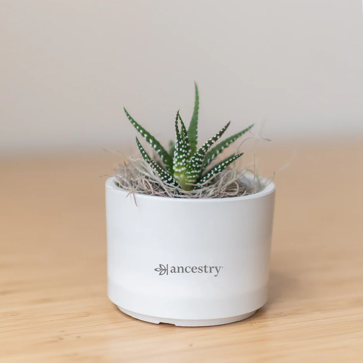 Ancestry® Mini Mason Grey Desk Plant Holder