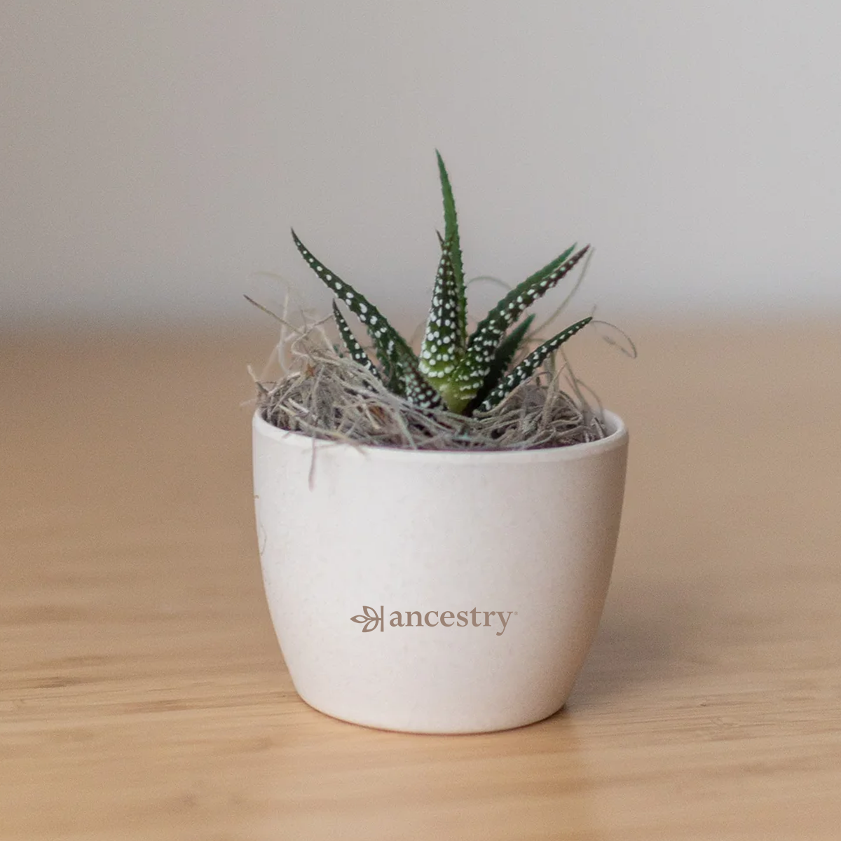 Ancestry® Mini Harlow Cream Plant Holder