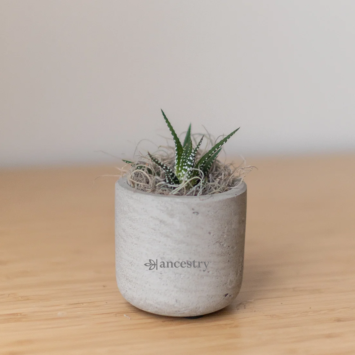 Ancestry® Mini Wilson Grey Plant Holder