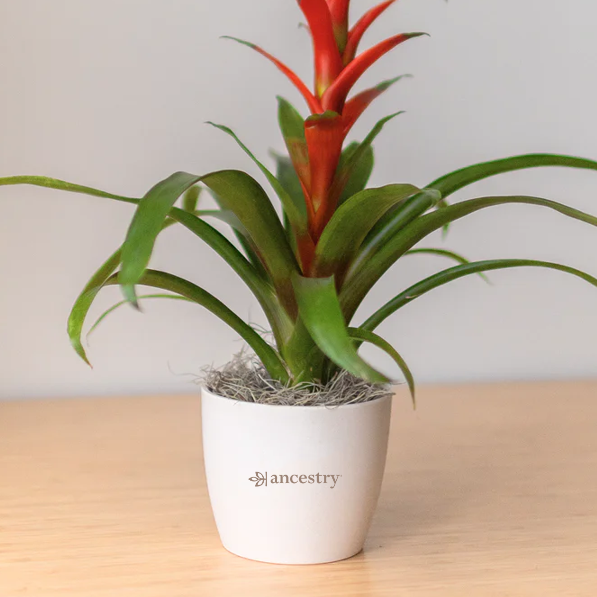 Ancestry® Large Harlow Cream Plant Holder