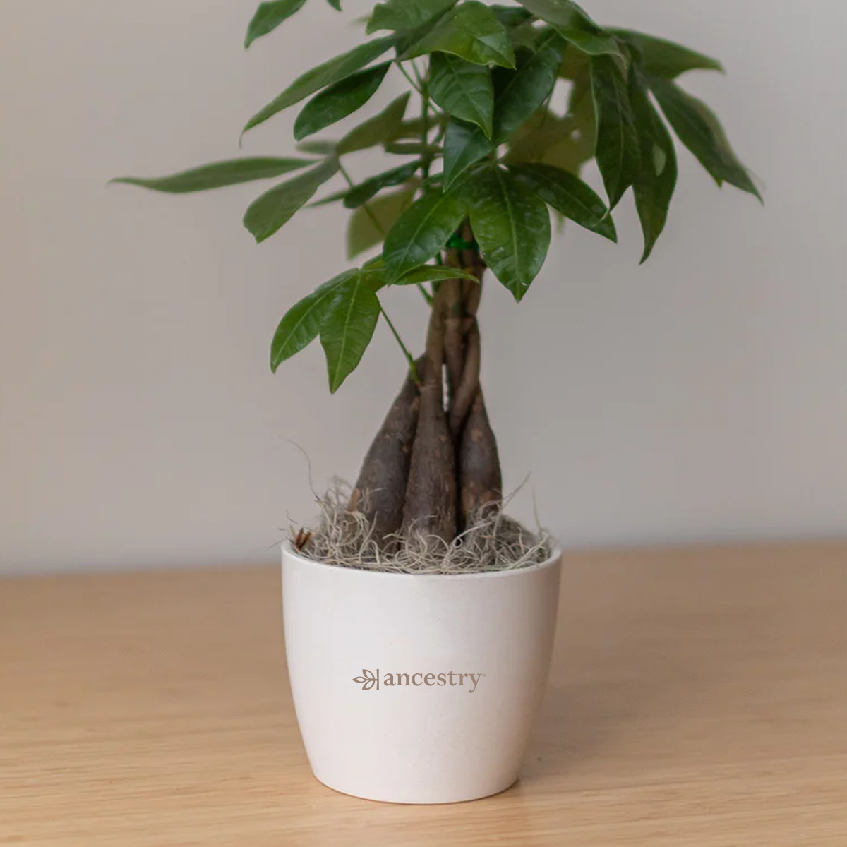 Ancestry® Large Harlow Cream Plant Holder