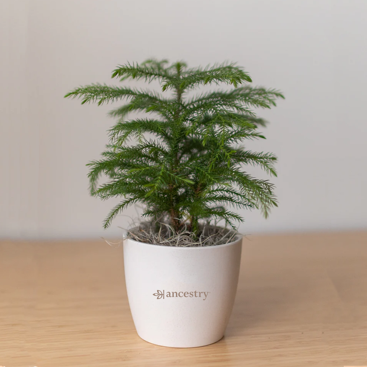 Ancestry® Large Harlow Cream Plant Holder