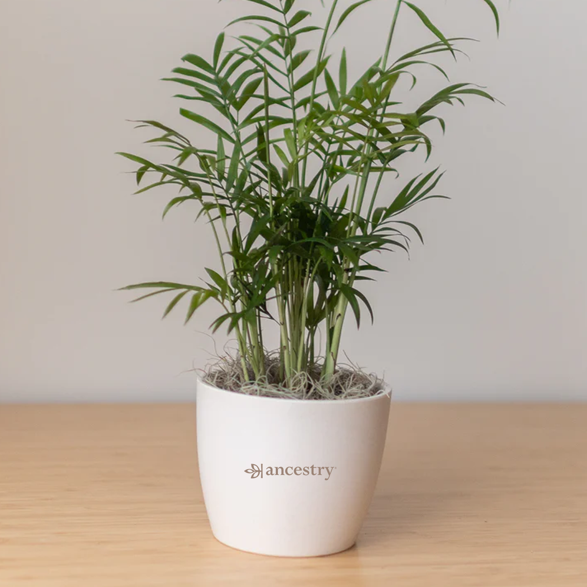 Ancestry® Large Harlow Cream Plant Holder