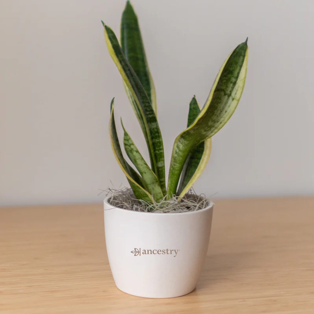 Ancestry® Large Harlow Cream Plant Holder