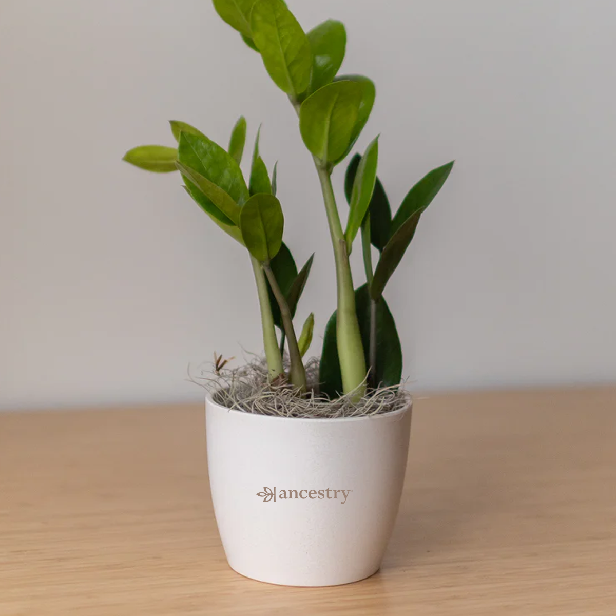 Ancestry® Large Harlow Cream Plant Holder