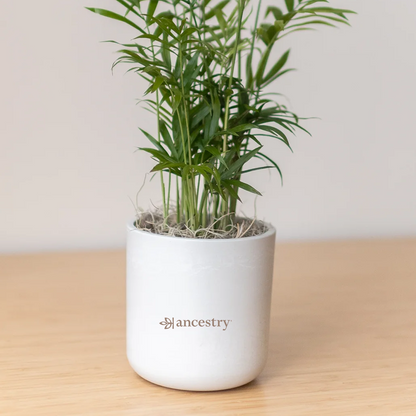 Ancestry® Large Mason Grey Plant Holder
