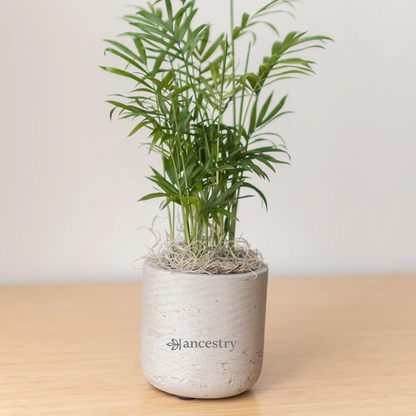 Ancestry® Large Wilson Grey Plant Holder