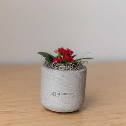 Ancestry® Mini Wilson Grey Plant Holder