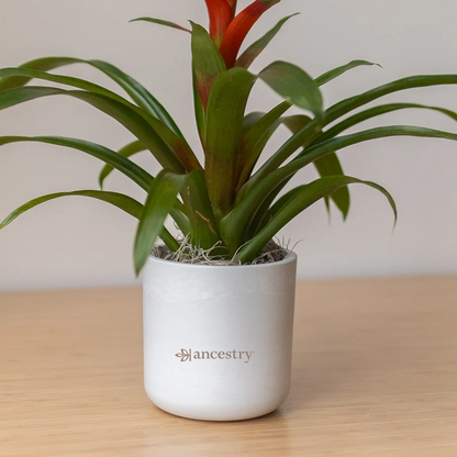 Ancestry® Large Mason Grey Plant Holder