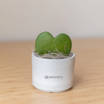 Ancestry® Mini Mason Grey Desk Plant Holder