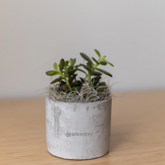 Ancestry® Large Parker Grey Plant Holder