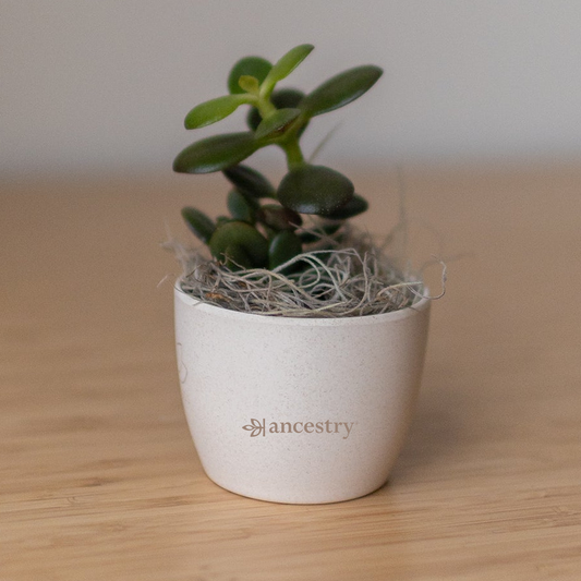 Ancestry® Mini Harlow Cream Plant Holder