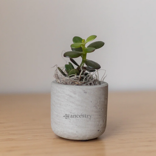 Ancestry® Mini Wilson Grey Plant Holder