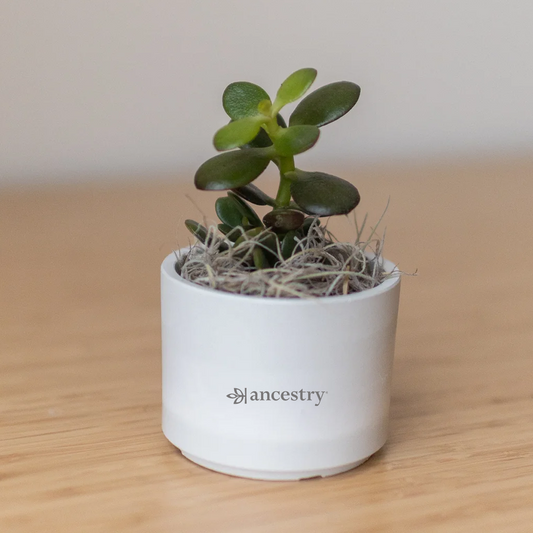 Ancestry® Mini Mason Grey Desk Plant Holder