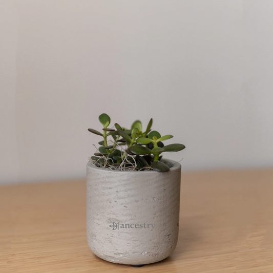 Ancestry® Large Wilson Grey Plant Holder