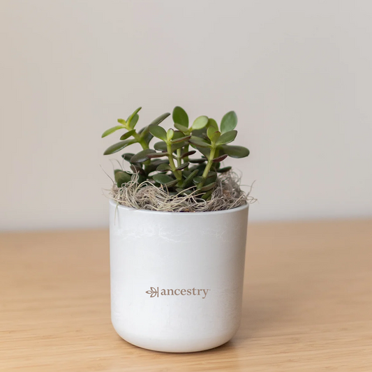 Ancestry® Large Mason Grey Plant Holder