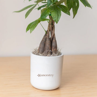 Ancestry® Large Mason Grey Plant Holder