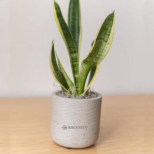 Ancestry® Large Wilson Grey Plant Holder