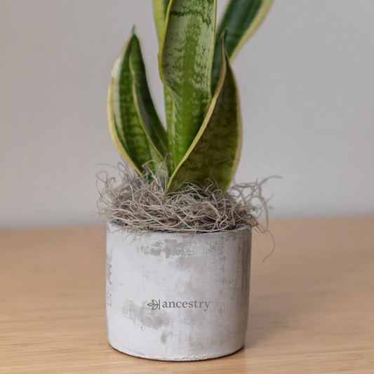 Ancestry® Large Parker Grey Plant Holder