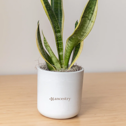 Ancestry® Large Mason Grey Plant Holder