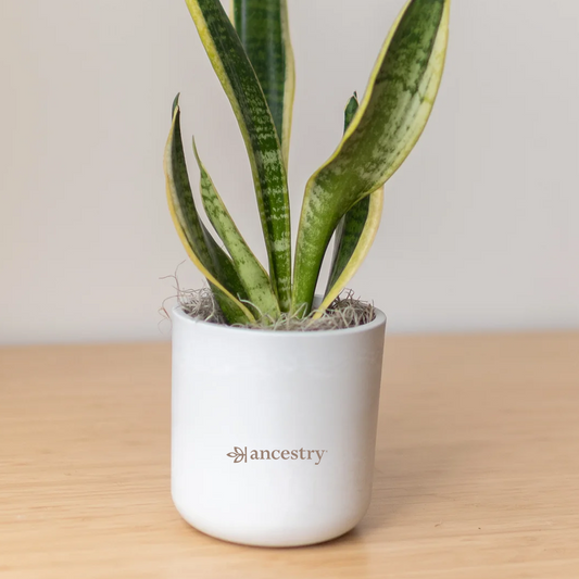 Ancestry® Large Mason Grey Plant Holder