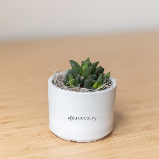 Ancestry® Mini Parker Grey Plant Holder